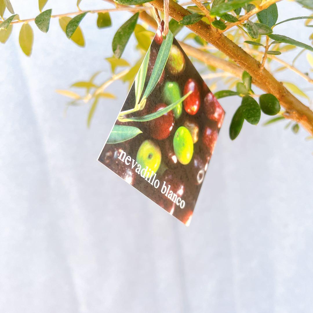 現品　創樹　オリーブの木　オリーブ　ネバディロブランコ　7　観葉植物　souju
