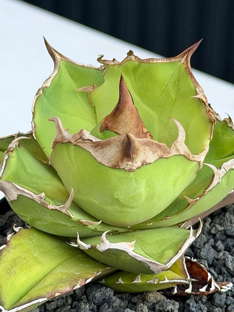 ②アガベチタノタ　トリケラトプス　白犀牛　カクタスグリーン　中株