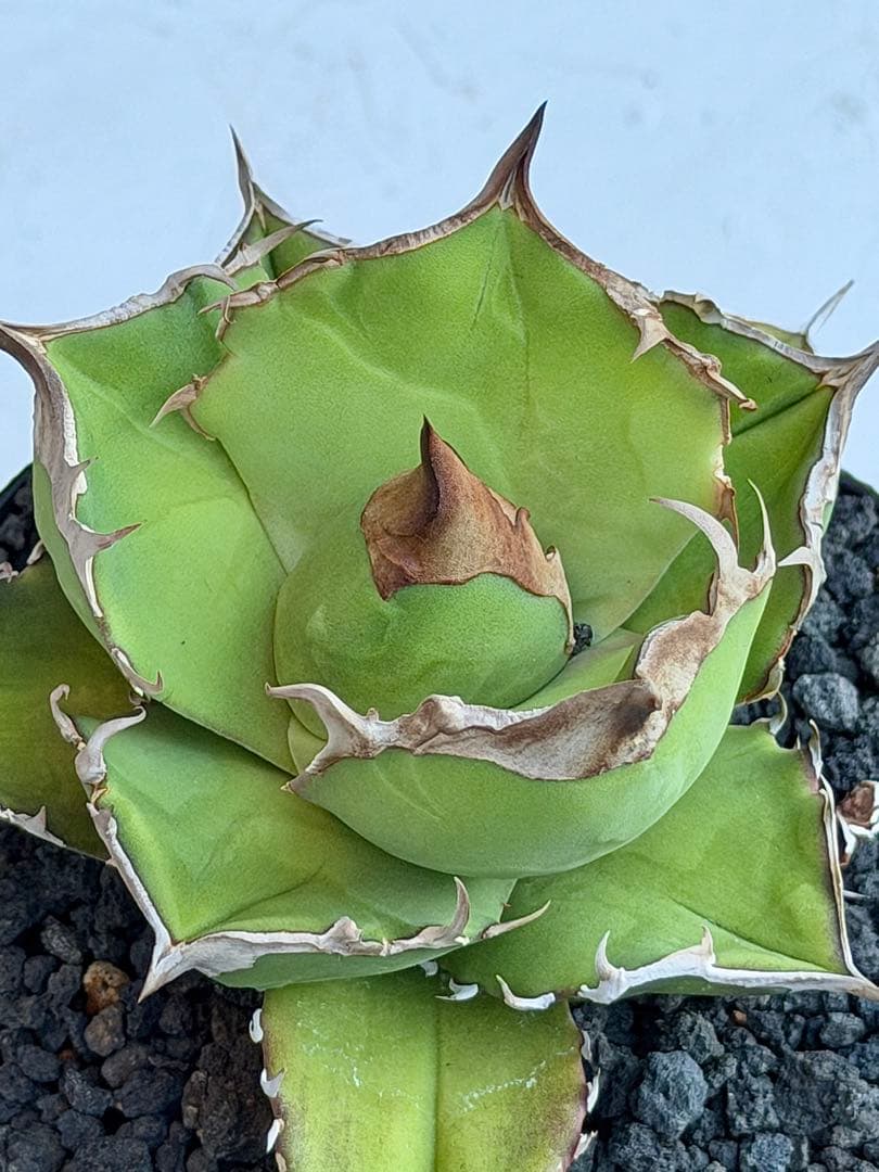 ②アガベチタノタ　トリケラトプス　白犀牛　カクタスグリーン　中株