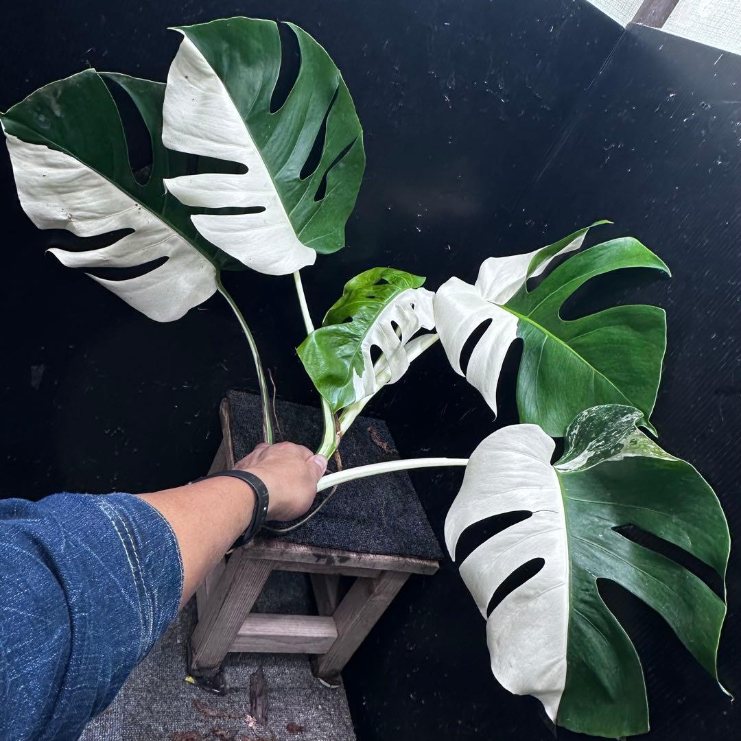 T*I様 斑入りモンステラホワイトタイガーハーフムーントップカット葉5枚ベアルー