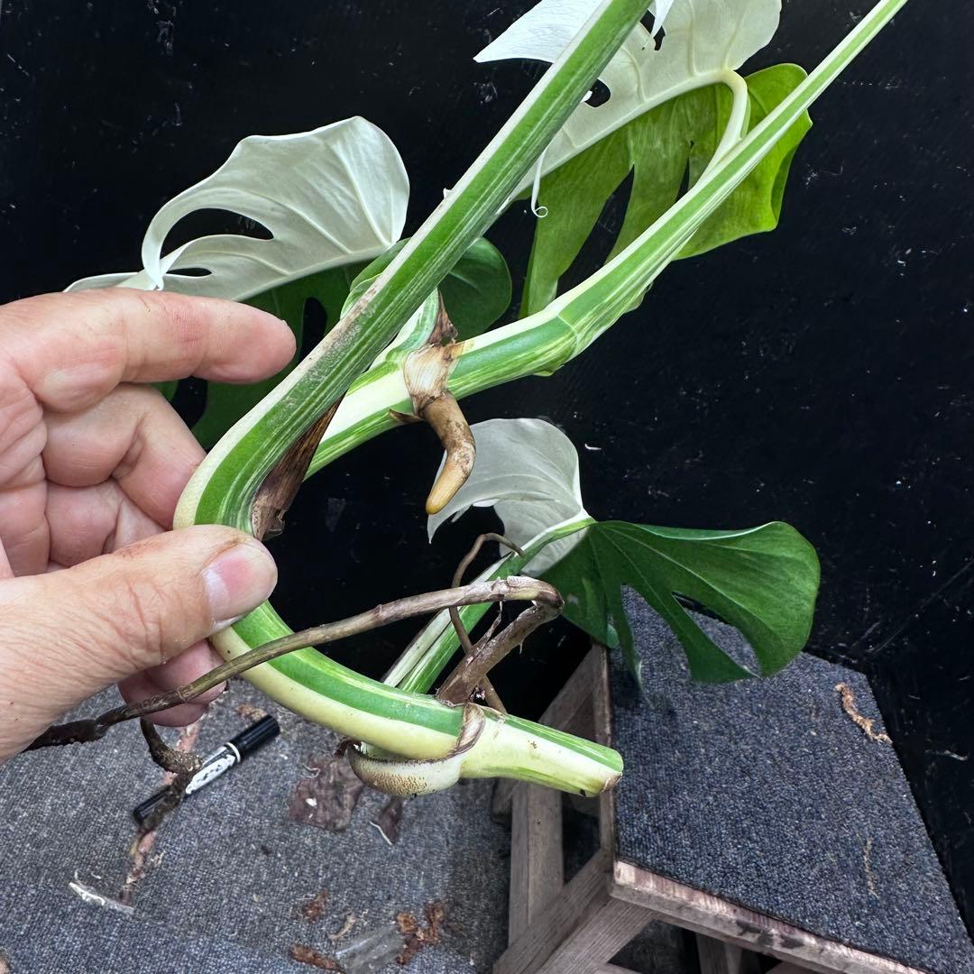 T*I様 斑入りモンステラホワイトタイガーハーフムーントップカット葉5枚ベアルー