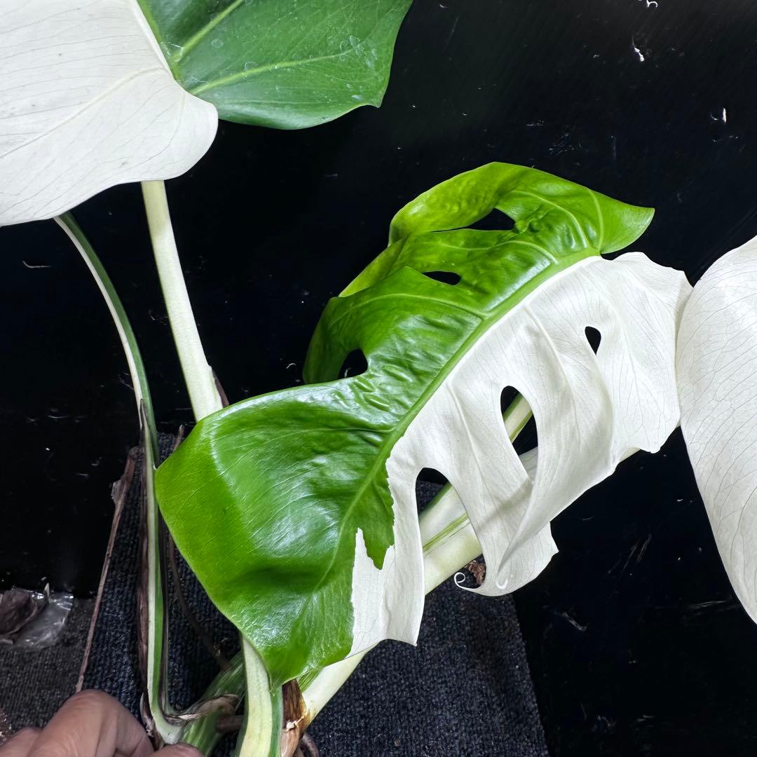 T*I様 斑入りモンステラホワイトタイガーハーフムーントップカット葉5枚ベアルー