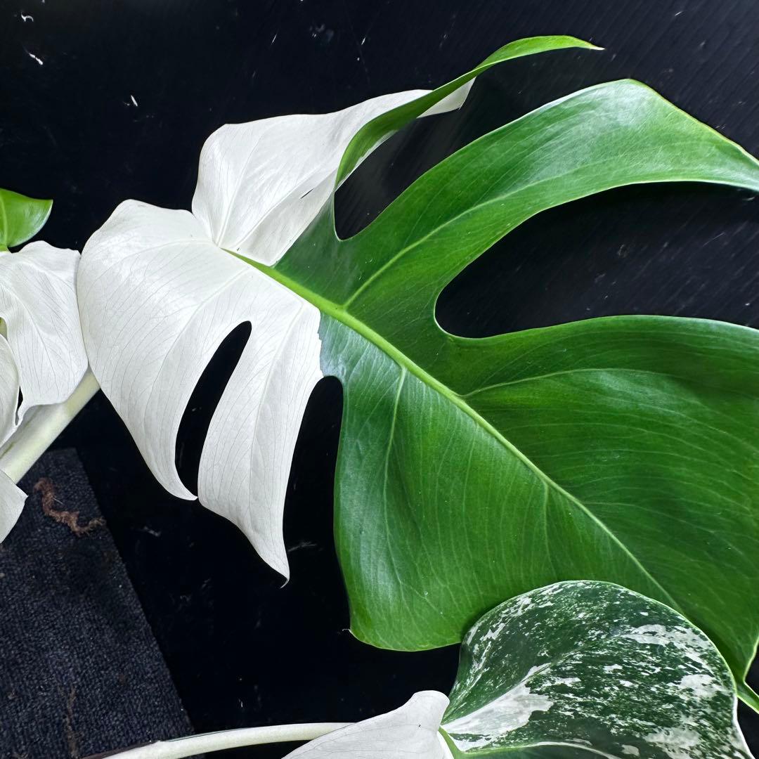 T*I様 斑入りモンステラホワイトタイガーハーフムーントップカット葉5枚ベアルー