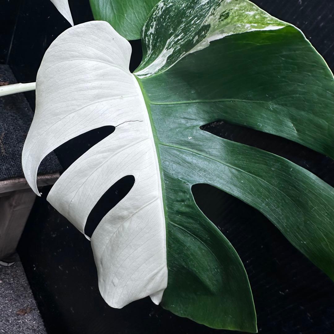 T*I様 斑入りモンステラホワイトタイガーハーフムーントップカット葉5枚ベアルー