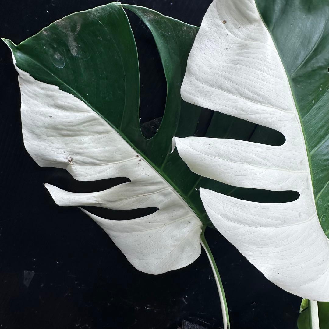 T*I様 斑入りモンステラホワイトタイガーハーフムーントップカット葉5枚ベアルー