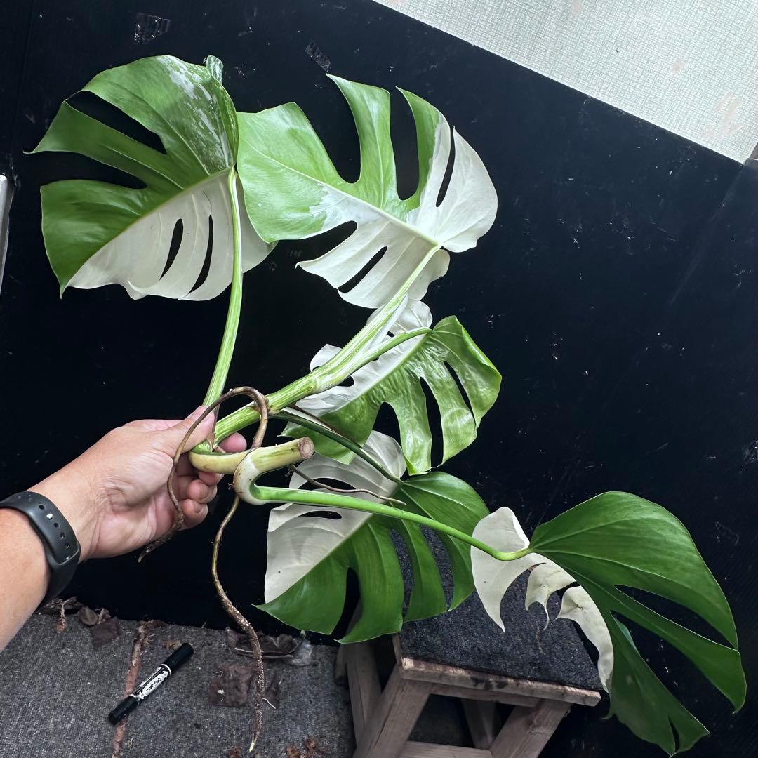 T*I様 斑入りモンステラホワイトタイガーハーフムーントップカット葉5枚ベアルー
