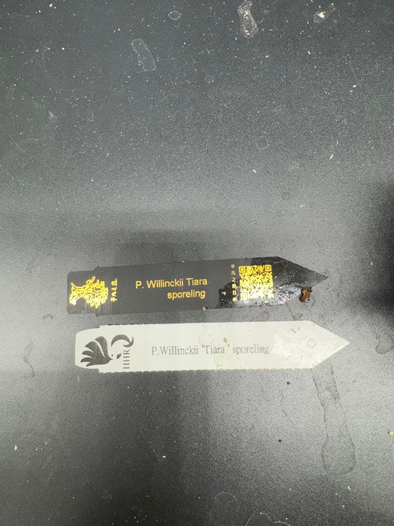 68 【平凡之鹿】Tiara Sporeling HHR ナーセリー