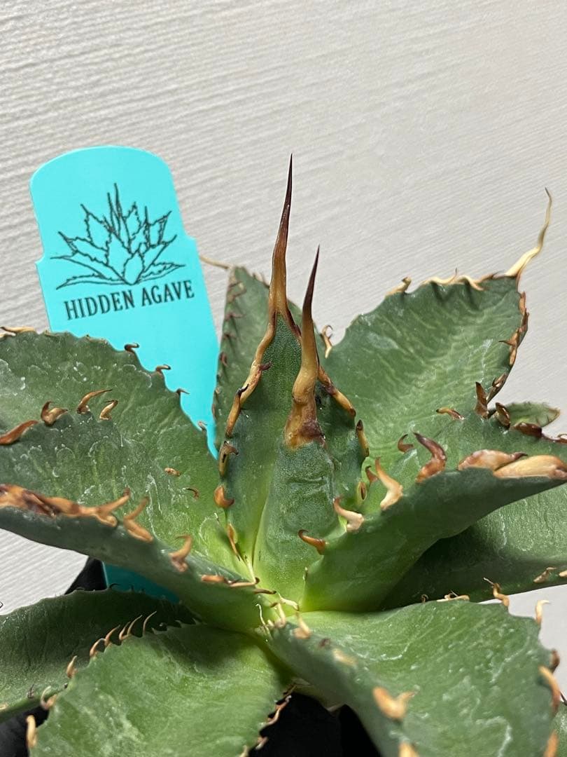 バ*ク様 ジェレミー産 Hidden Agave アガベ エボリスピナ×BB ハ