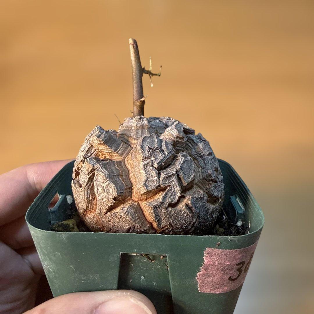 【極上】38 アフリカ亀甲竜 3号 バキバキ 速達 健康株