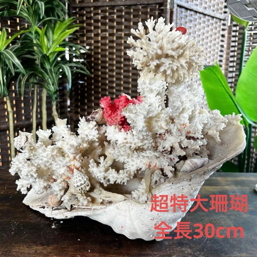 超特大 珊瑚 サンゴ コーラル ピンク オブジェ インテリア 貝