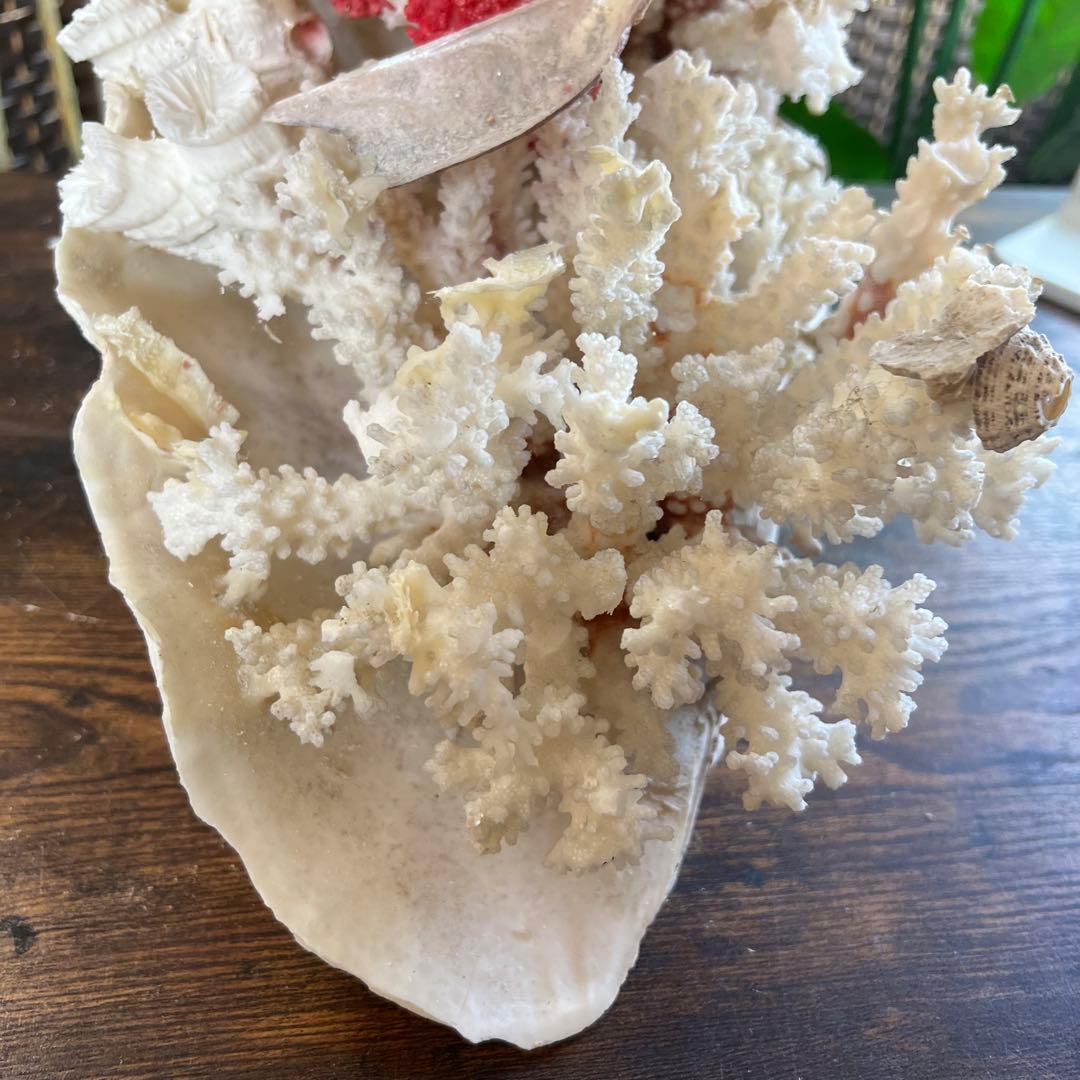 超特大 珊瑚 サンゴ コーラル ピンク オブジェ インテリア 貝