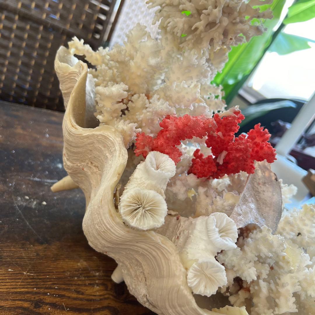 超特大 珊瑚 サンゴ コーラル ピンク オブジェ インテリア 貝