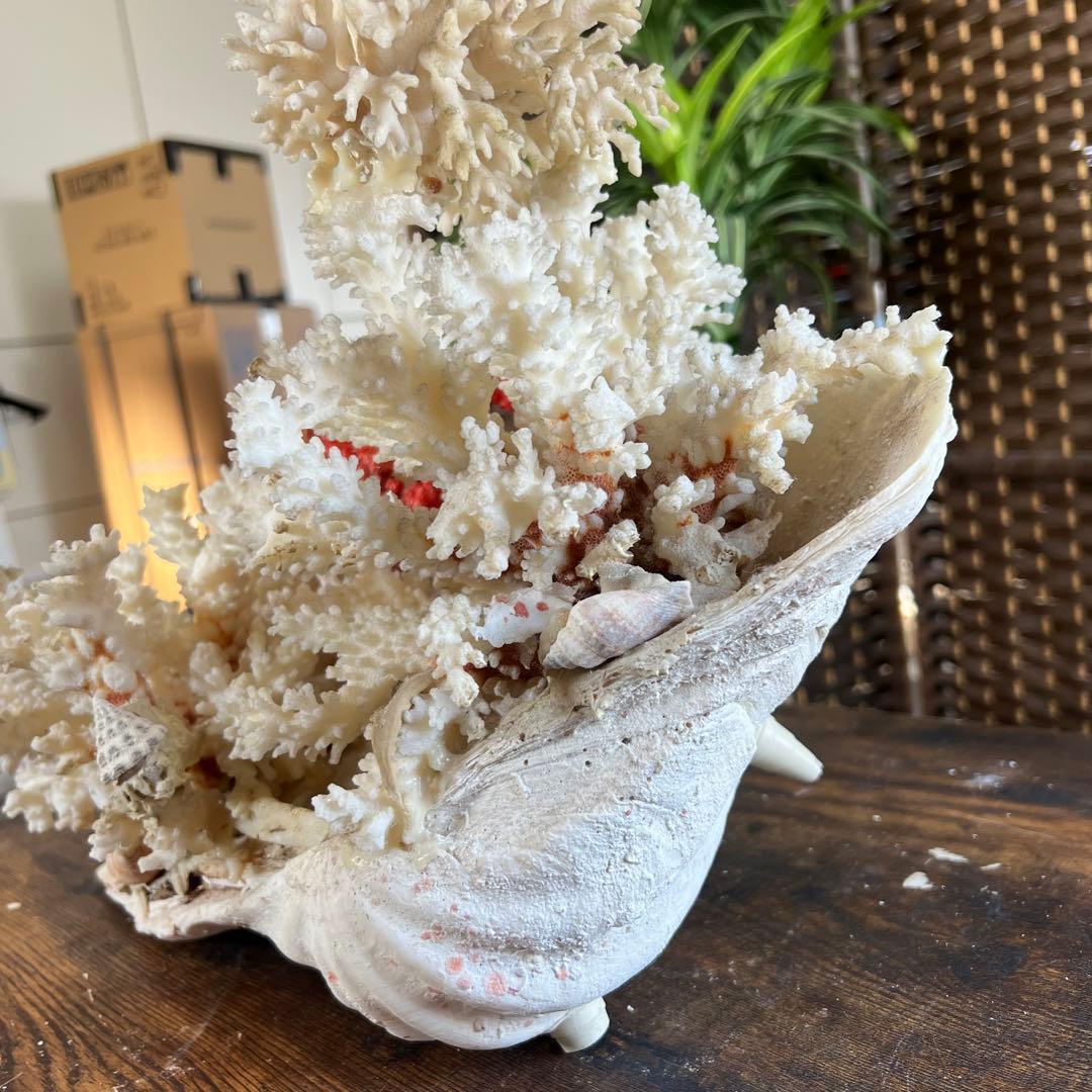 超特大 珊瑚 サンゴ コーラル ピンク オブジェ インテリア 貝