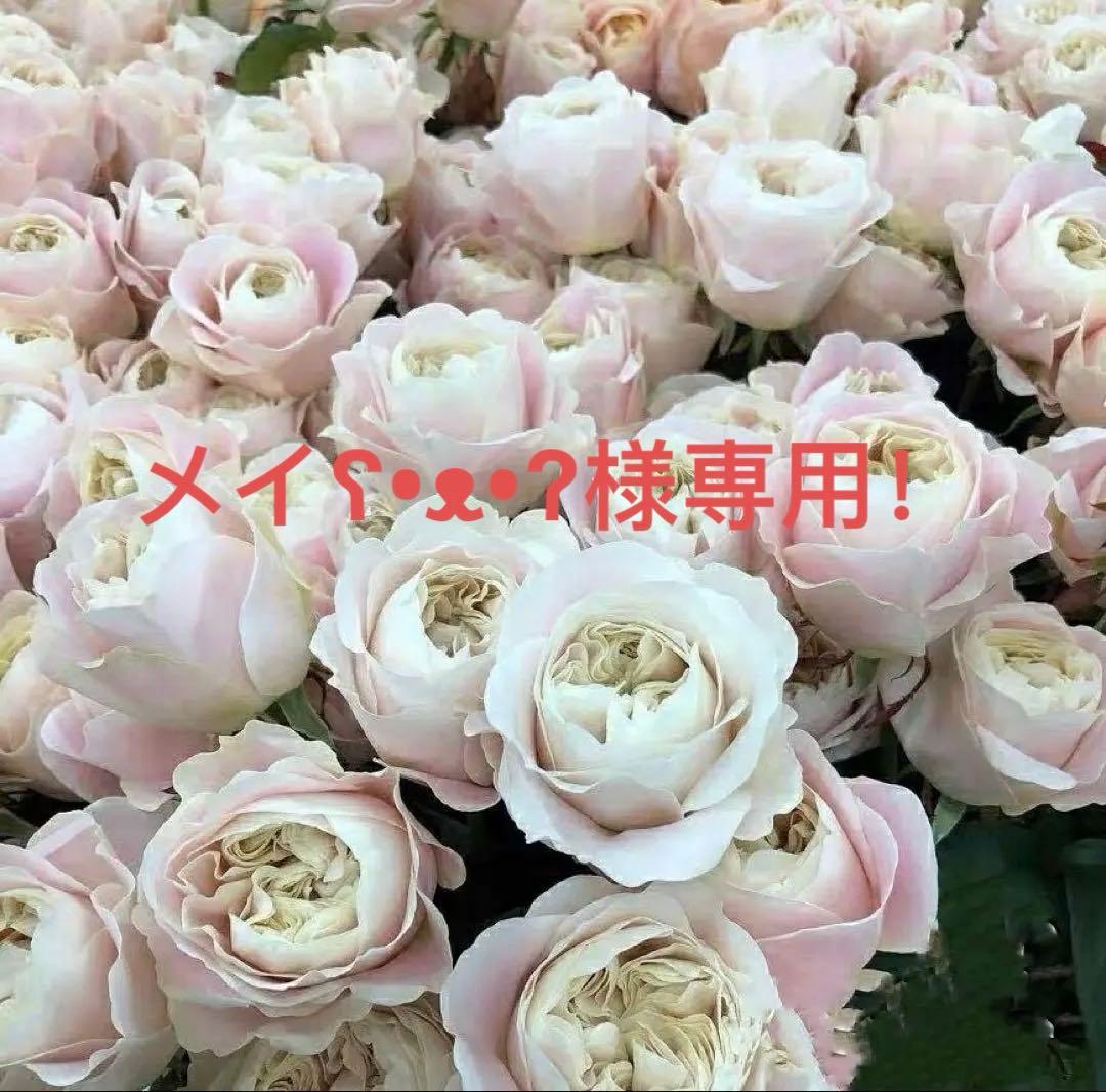 メイʕ•ᴥ•ʔ様ご連絡専用！