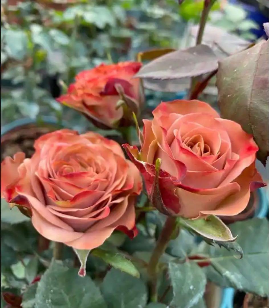 メイʕ•ᴥ•ʔ様ご連絡専用！