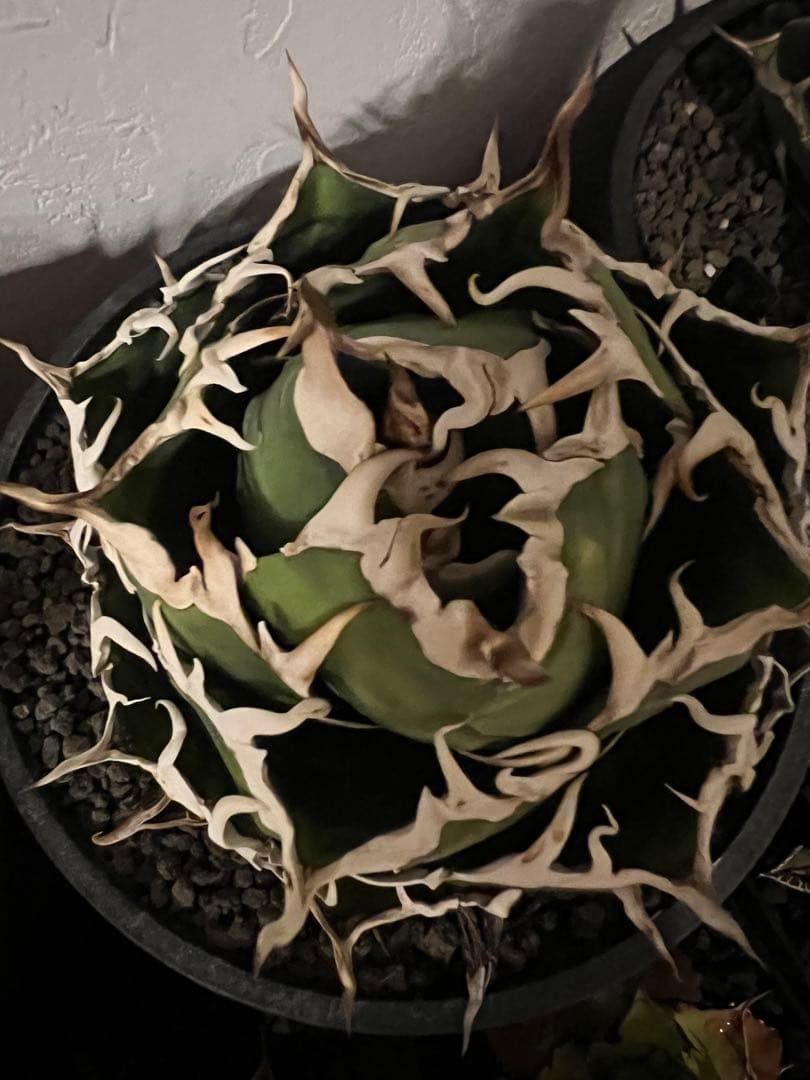 チタノタ　白鯨