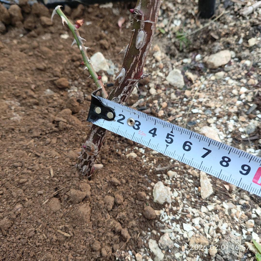 薔薇フロ○ンティー○　抜き苗　1本