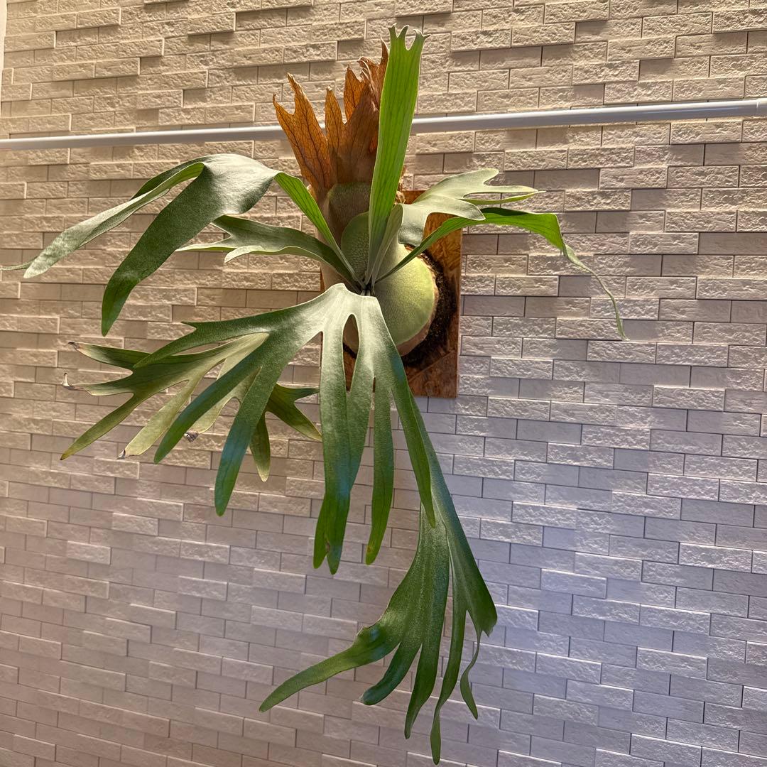 ビカクシダ　P.ペガサス