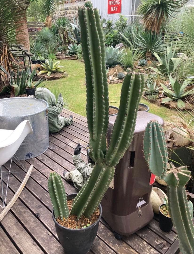 耐寒性強！柱サボテン　ブランチ◇ドライガーデン南国リゾート多肉アガベ ユッカ島