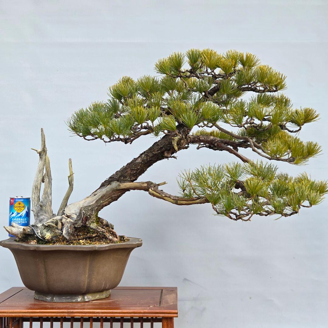五葉松　山木　[半懸崖]　大品盆栽