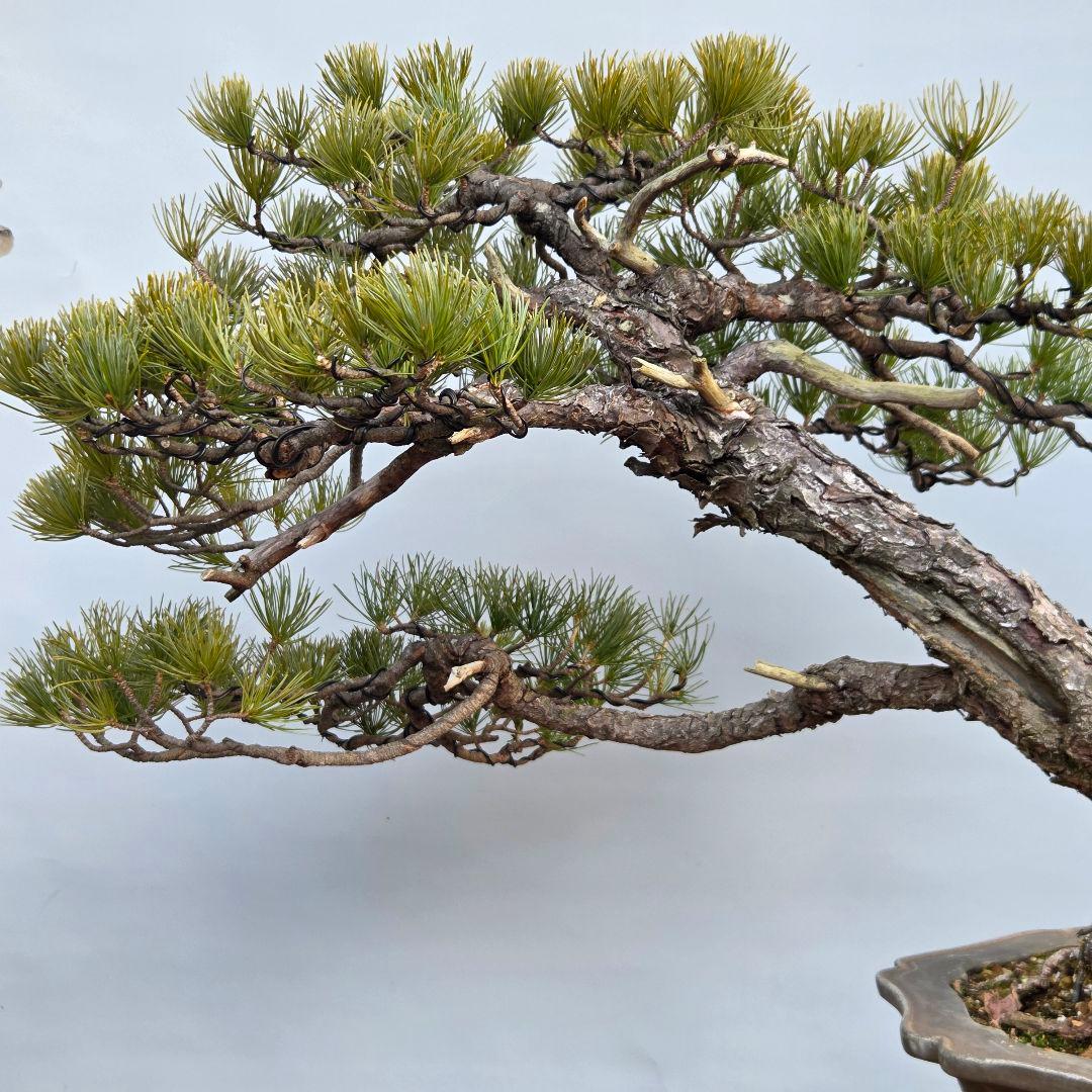 五葉松　山木　[半懸崖]　大品盆栽