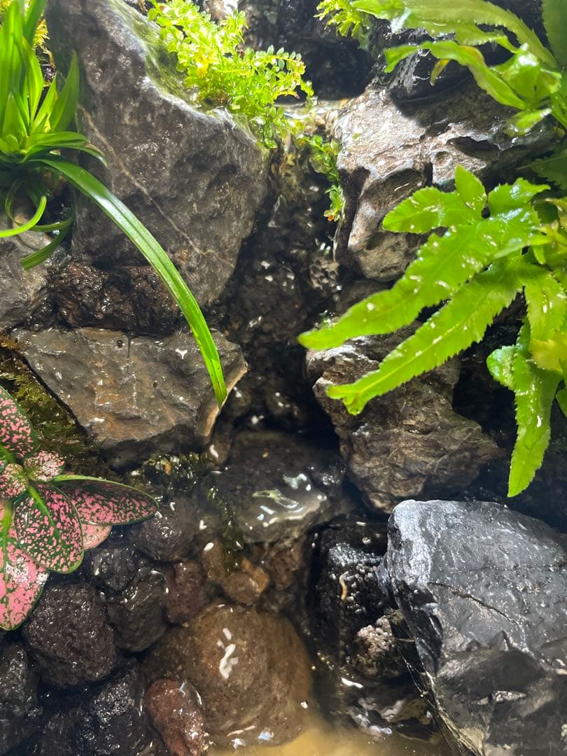 【完成品】2段の滝があるアクアテラリウム