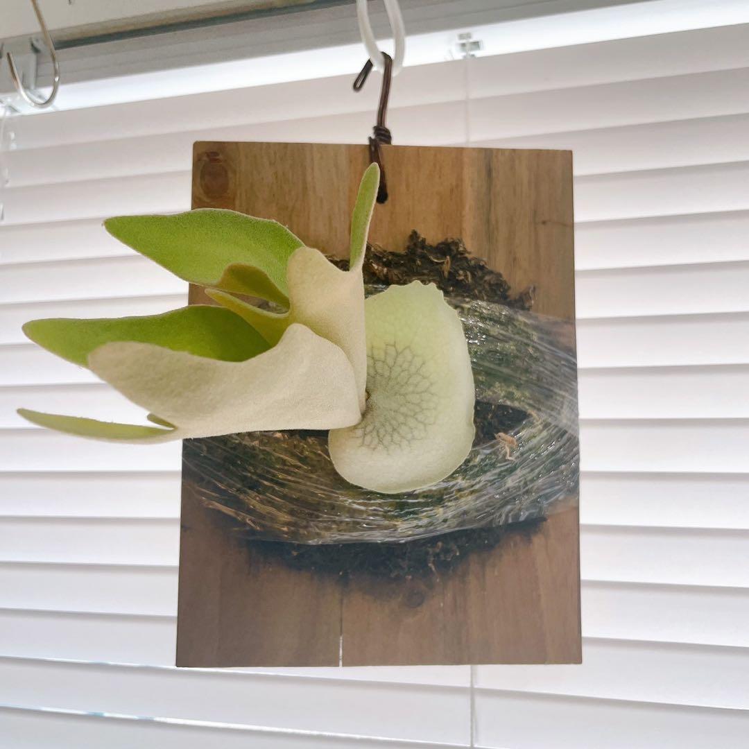 ビカクシダ P. 'Hakuna Matata' F301 OC 子株