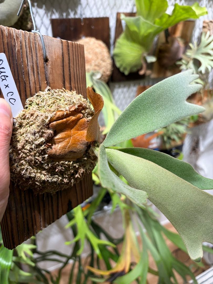 OMG×コットンクラウド　子株　板付け　ビカクシダ