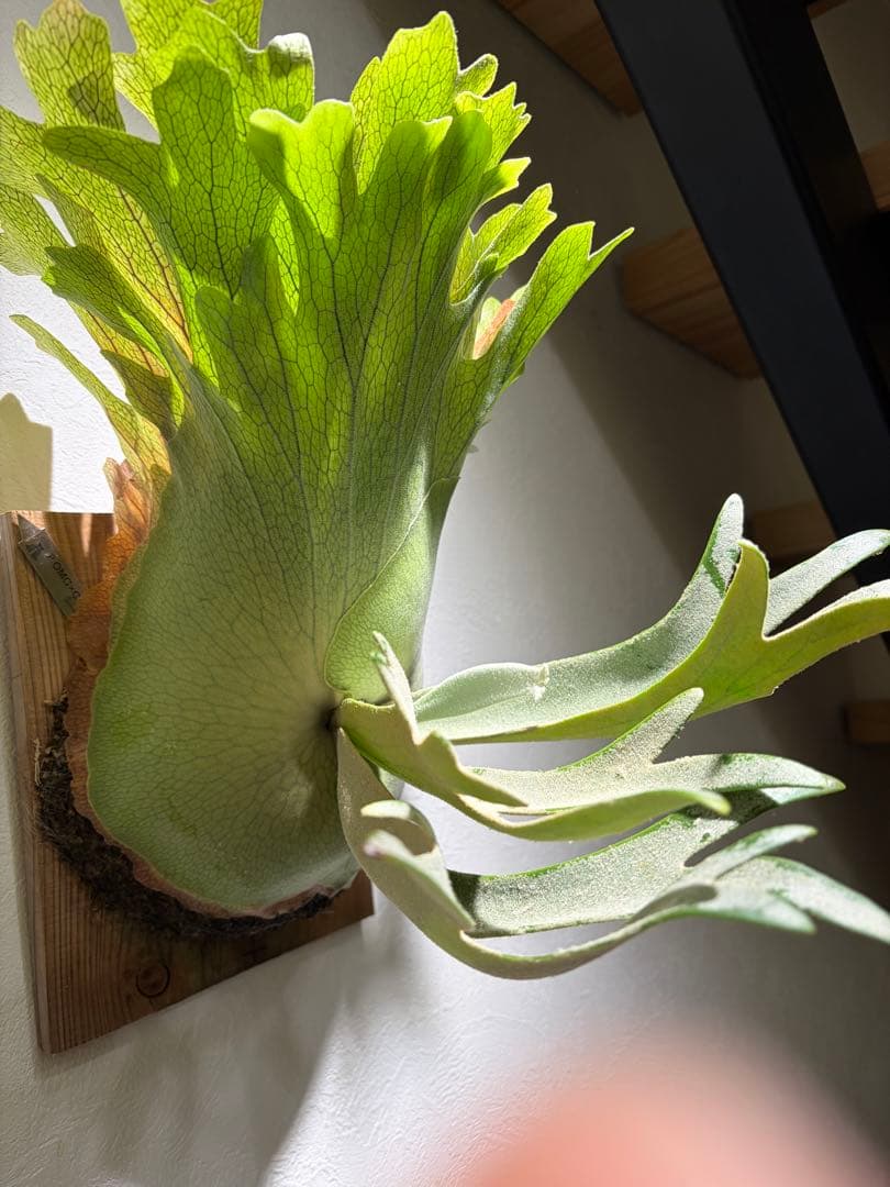 OMG×コットンクラウド　子株　板付け　ビカクシダ