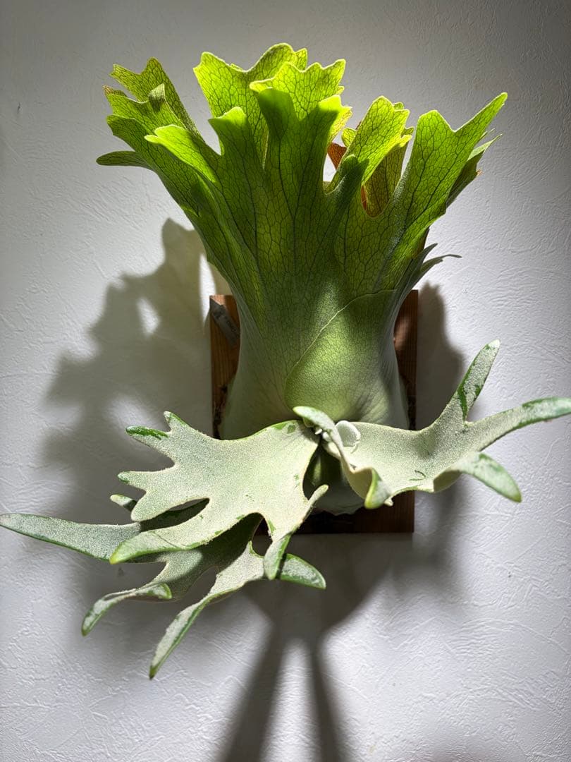 OMG×コットンクラウド　子株　板付け　ビカクシダ