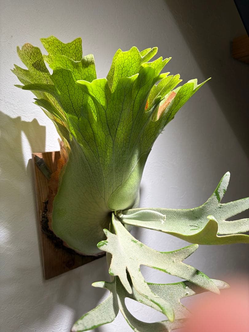 OMG×コットンクラウド　子株　板付け　ビカクシダ