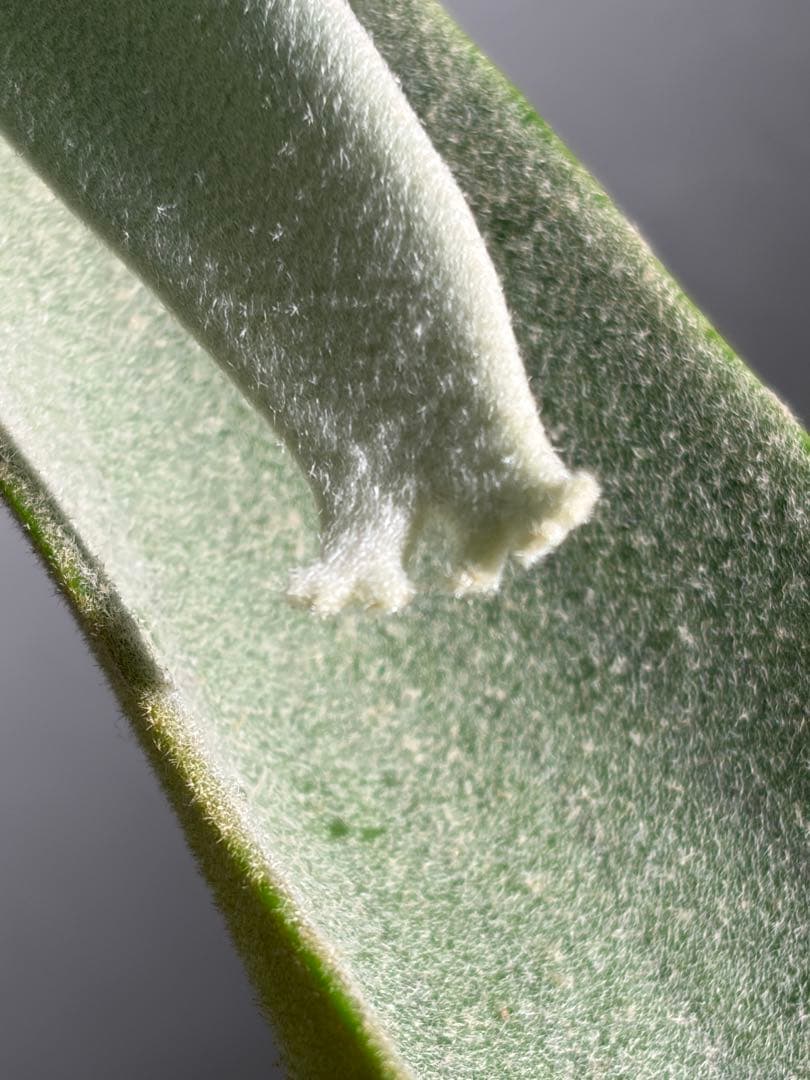 OMG×コットンクラウド　子株　板付け　ビカクシダ