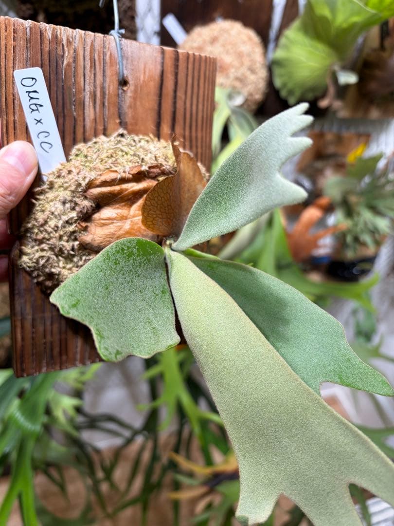 OMG×コットンクラウド　子株　板付け　ビカクシダ