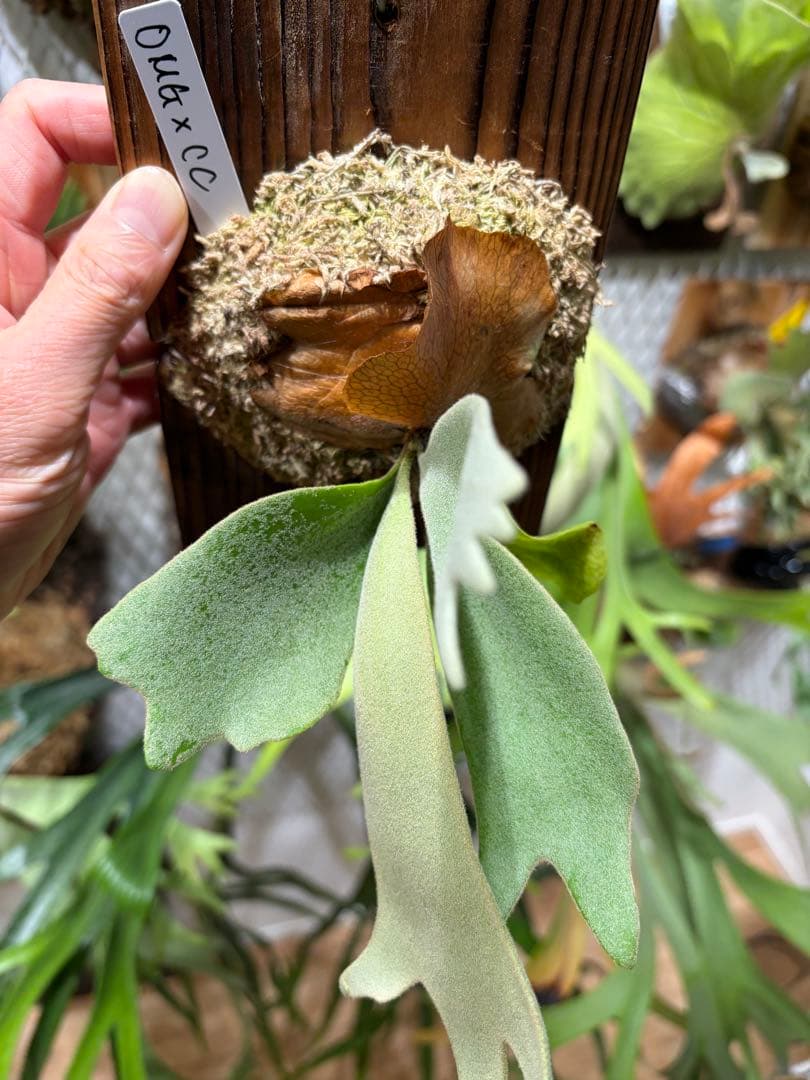 OMG×コットンクラウド　子株　板付け　ビカクシダ