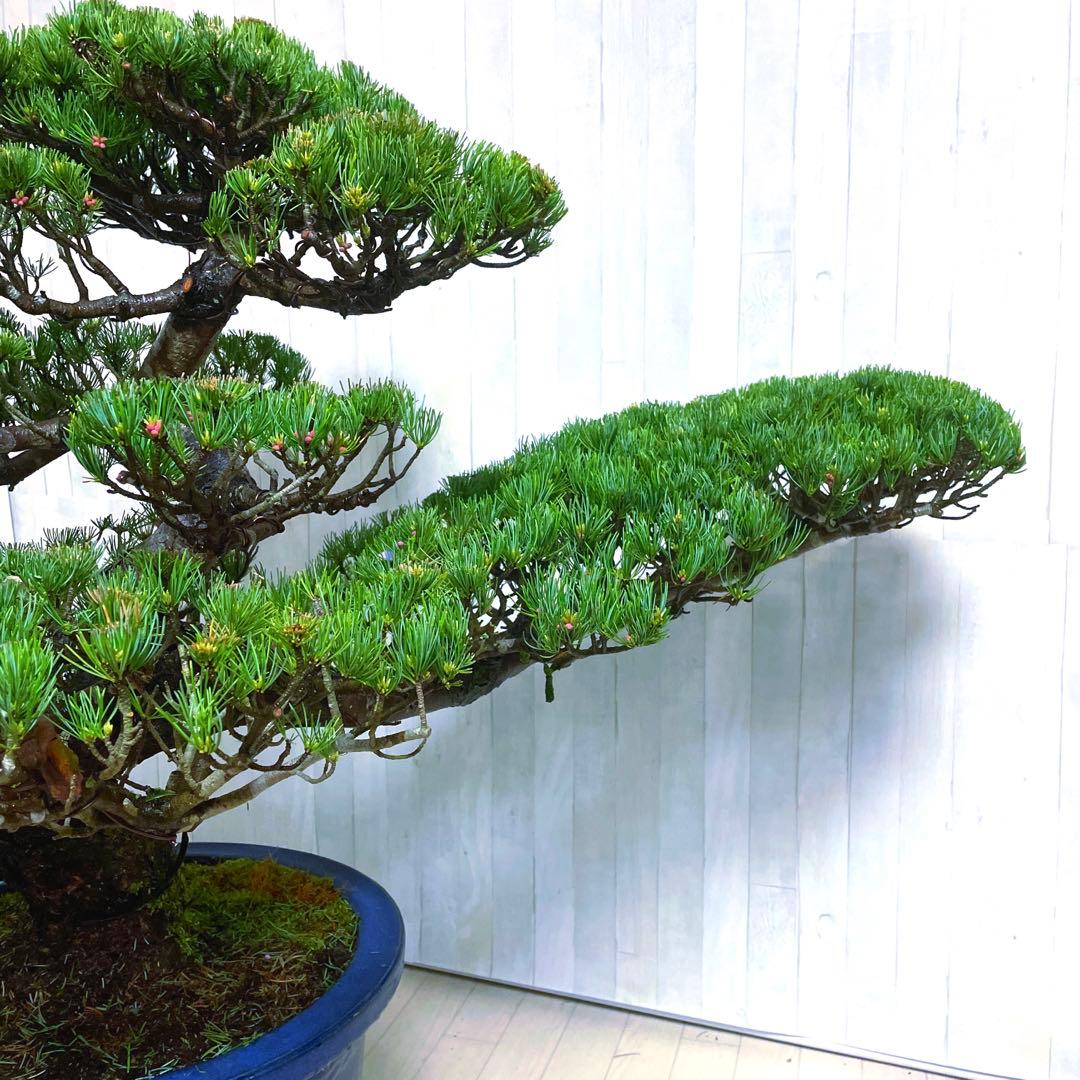 じ*ぱ様 銀八房五葉松『盆栽』樹齢推定40年以上。全長100㎝。
