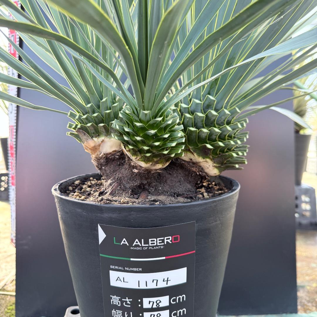 【AL1174】ユッカ　ロストラータ　トリプルヘッド