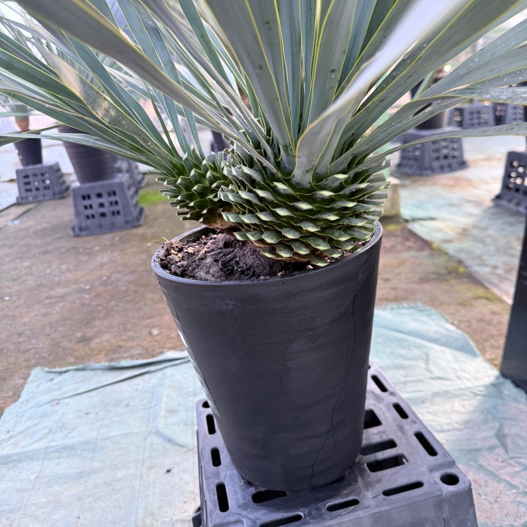 【AL1174】ユッカ　ロストラータ　トリプルヘッド