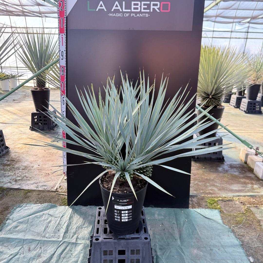 【AL1174】ユッカ　ロストラータ　トリプルヘッド