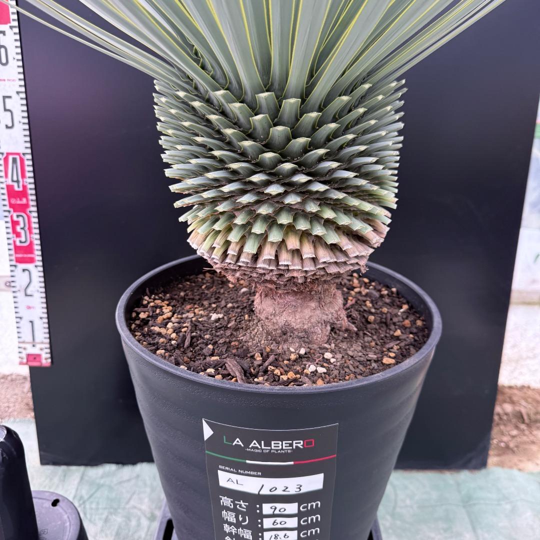 【AL1023】ユッカ　ロストラータ