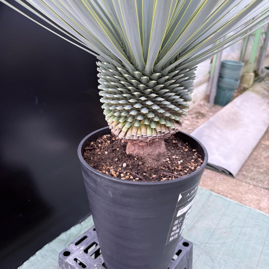 【AL1023】ユッカ　ロストラータ