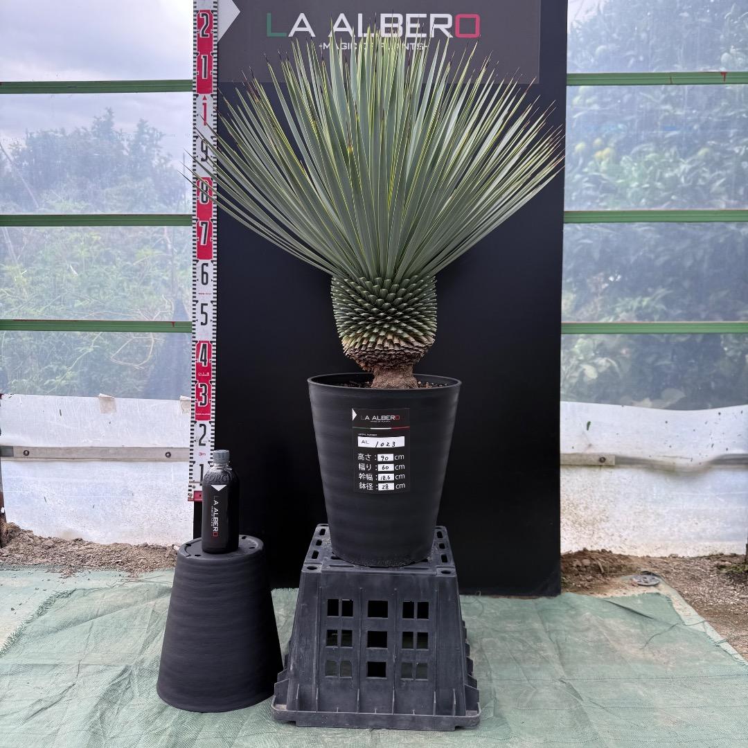 【AL1023】ユッカ　ロストラータ