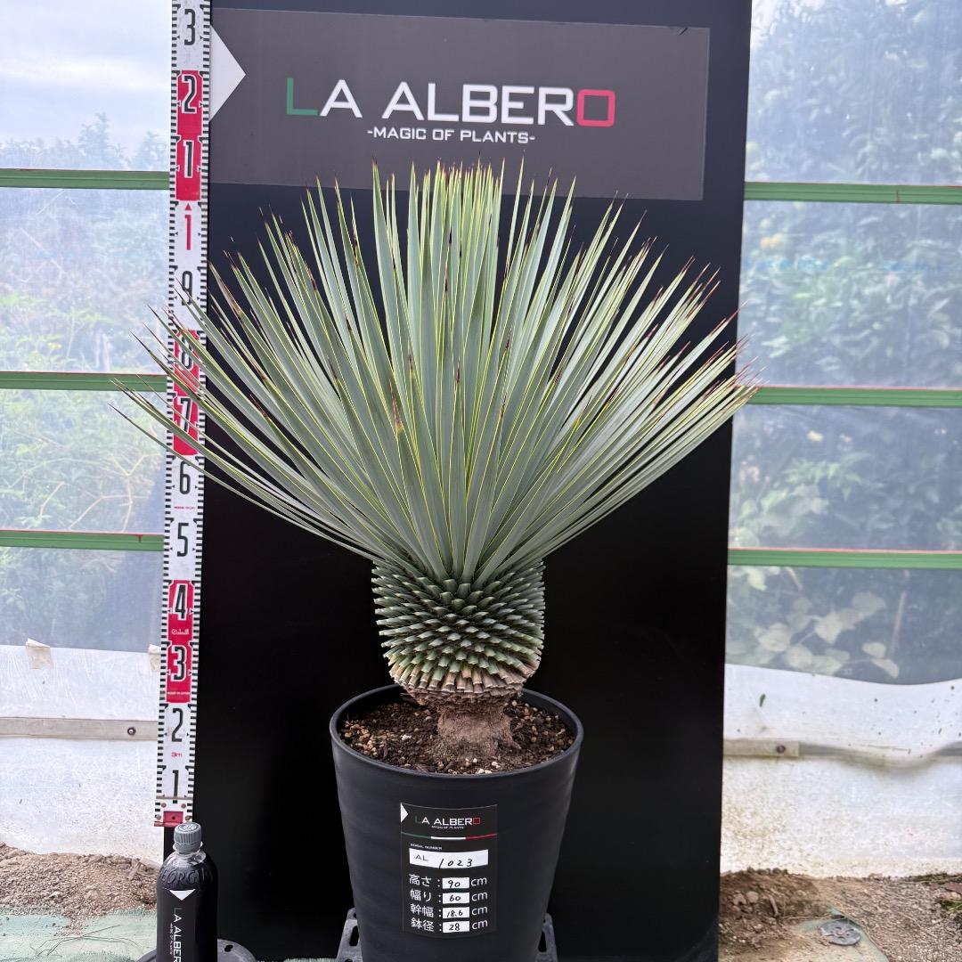 【AL1023】ユッカ　ロストラータ