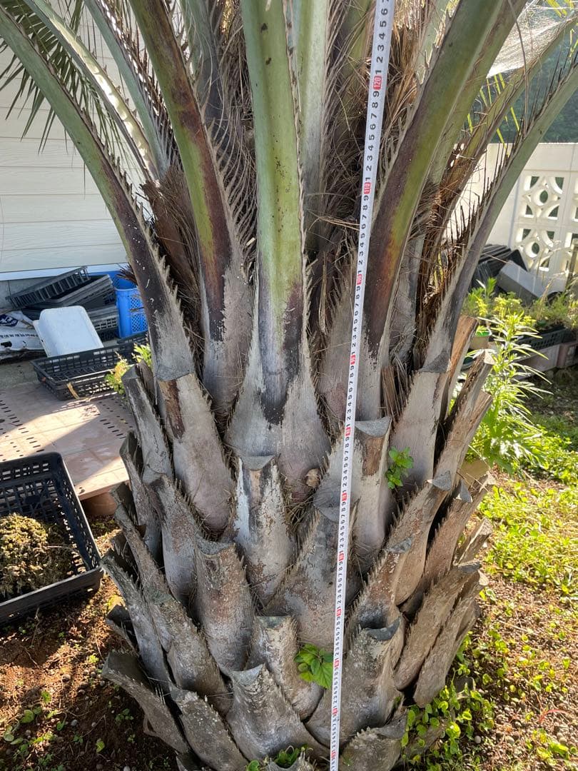 ココスヤシ　人気サイズ　極太　葉尺４m シンボルツリー
