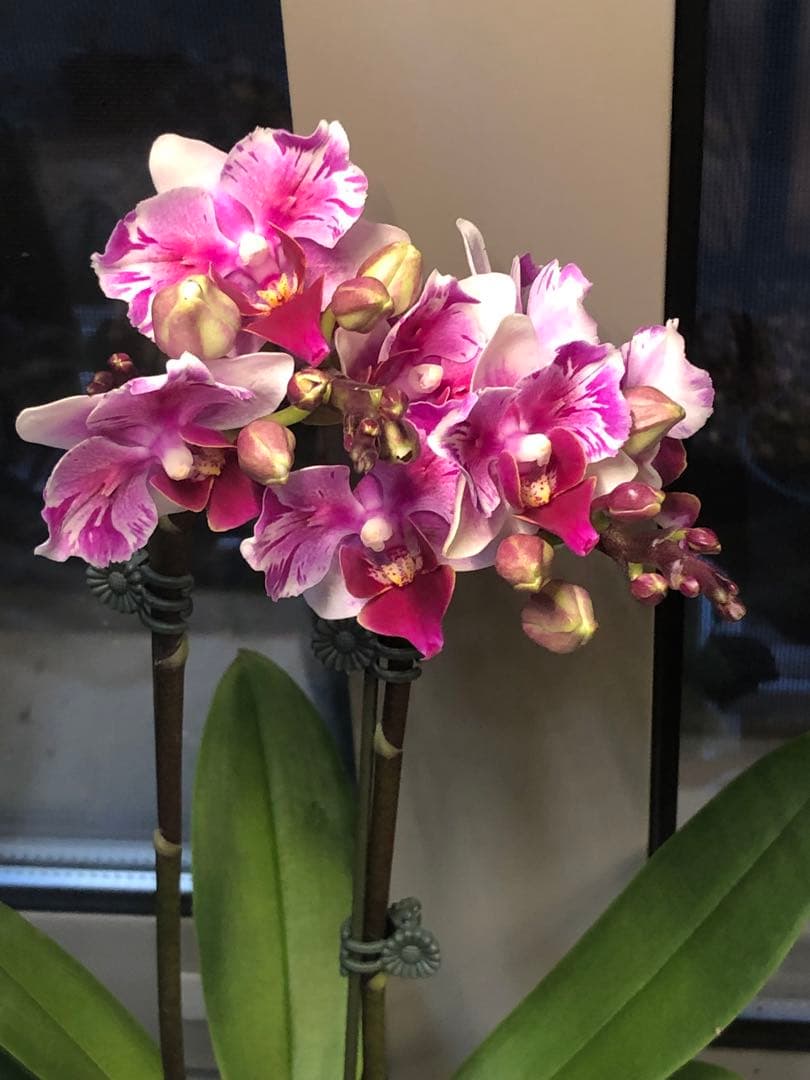 希少蘭　胡蝶蘭　レア　2本立ち