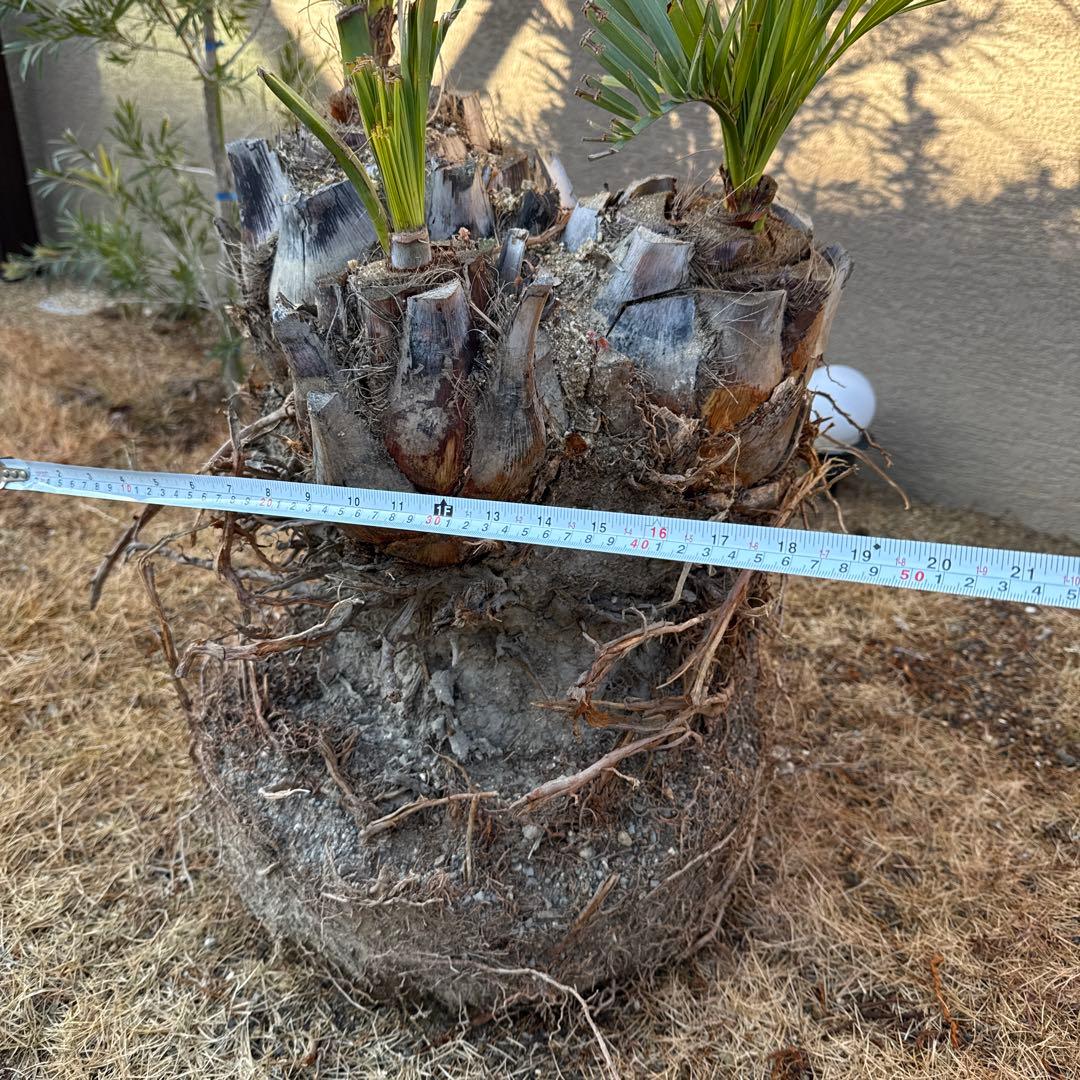 ココスヤシの木みたいなの観葉植物 若い芽付き