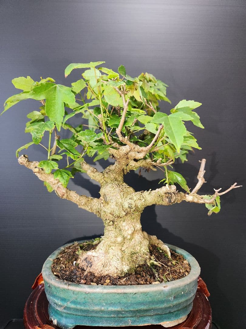 楓 かえで 楓盆栽 楓盆栽 小品盆栽 足元極太