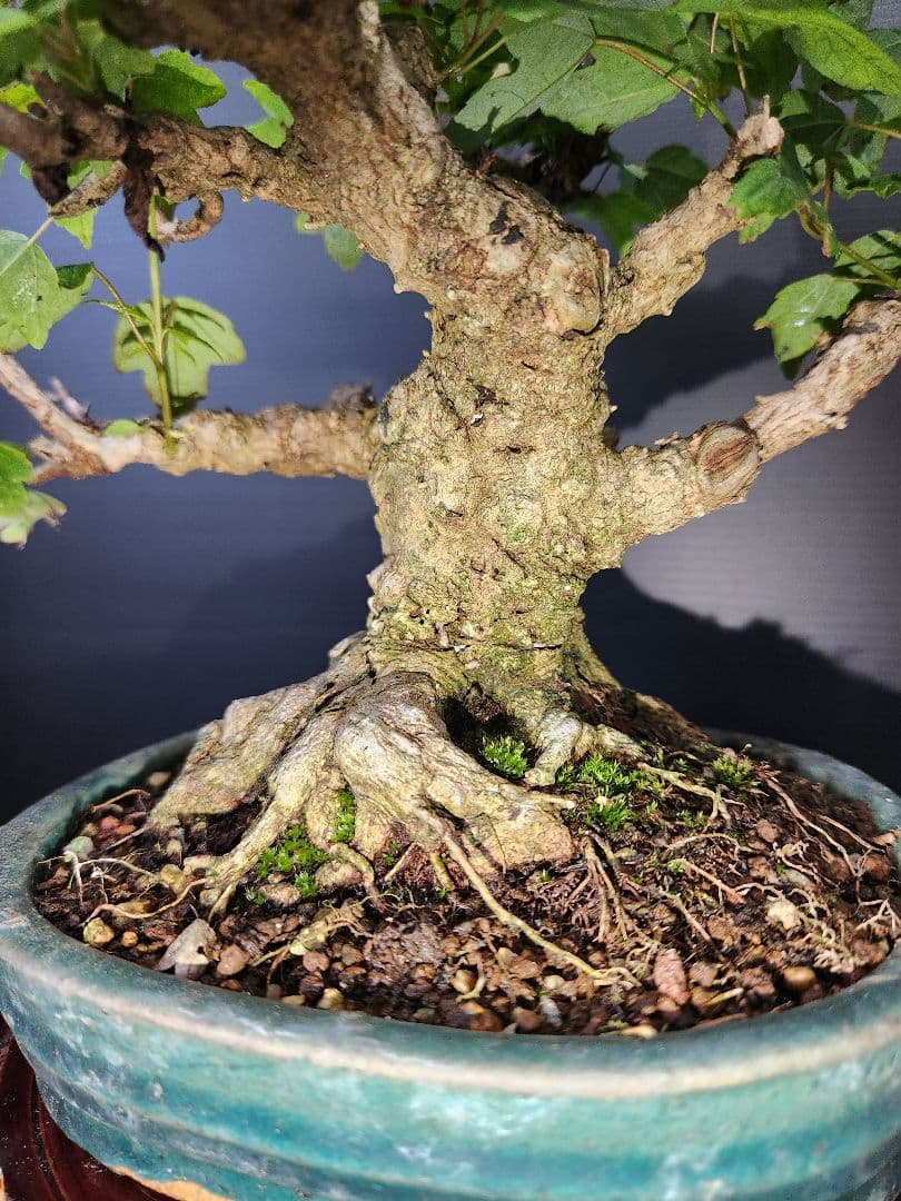 楓 かえで 楓盆栽 楓盆栽 小品盆栽 足元極太