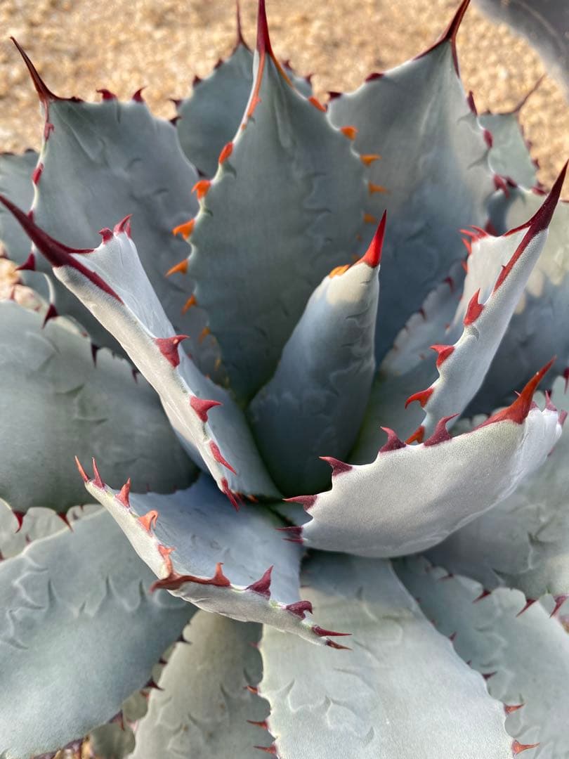 アガベ　パリー　ハイブリッド