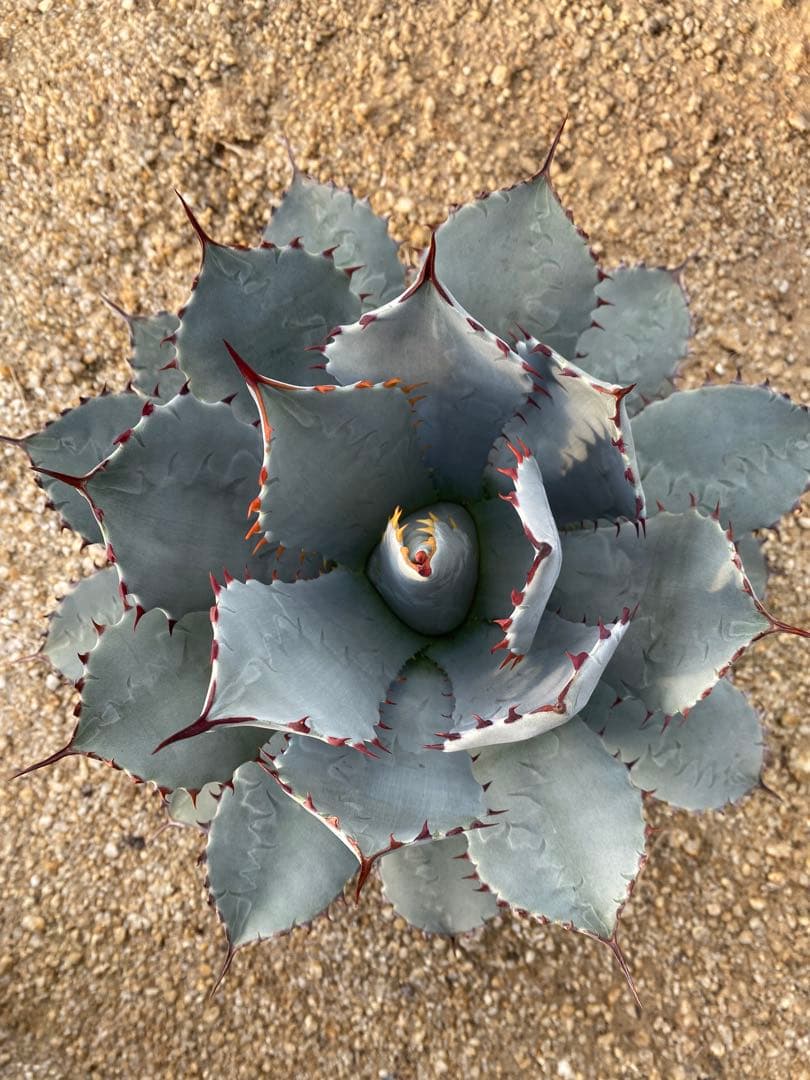 アガベ　パリー　ハイブリッド