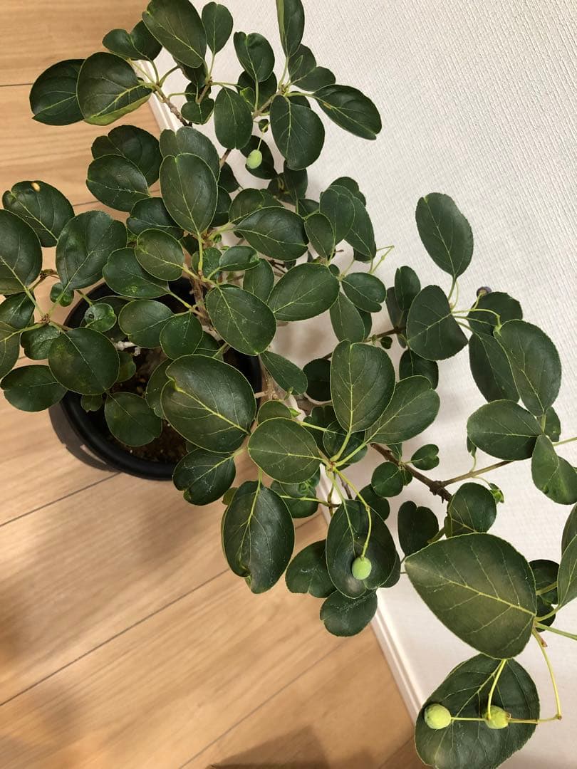 ナンジモンジャ ヒトツバタコ 盆栽